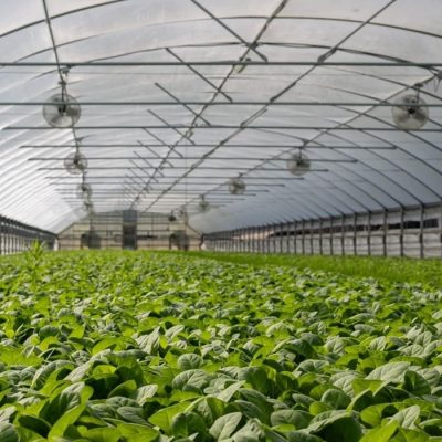 greenhouse-anjou-automation